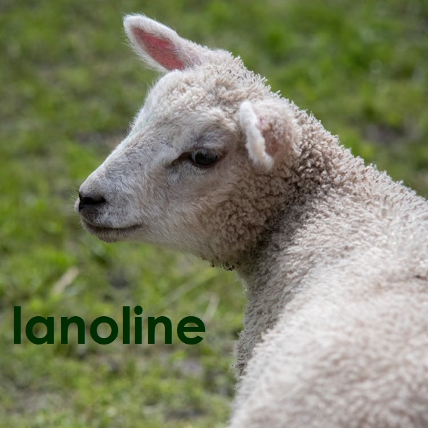 Lente ... lammetjes ... lanoline ...