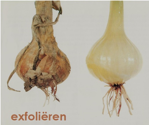 Exfoliëren: wat doet het met je huid ...