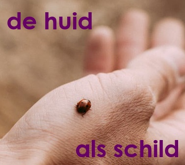 Het immuunsysteem van de huid als schild